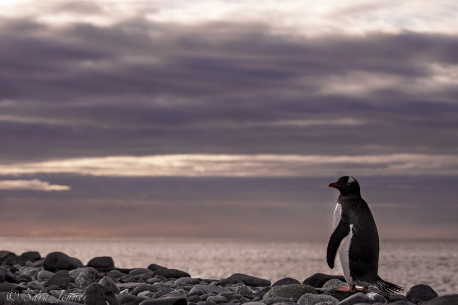 Yankee Harbour & Half Moon Bay, Antarctica