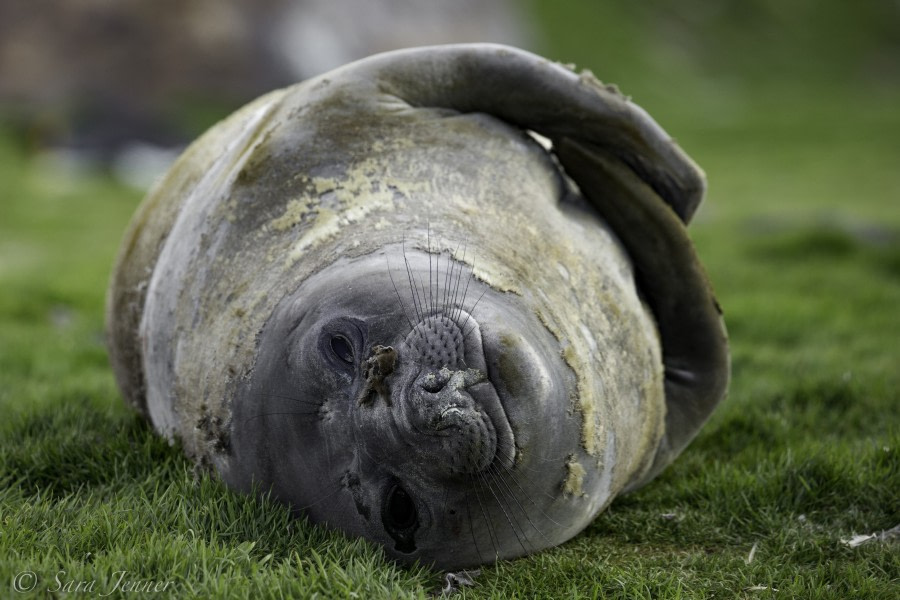 PLA25-18 SOUTH GEORGIA, elephant seal -Oceanwide Expeditions.jpg