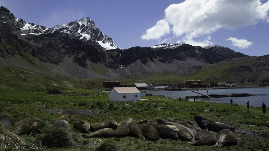 PLA25-18 SOUTH GEORGIA, grit 4 -Oceanwide Expeditions.jpg