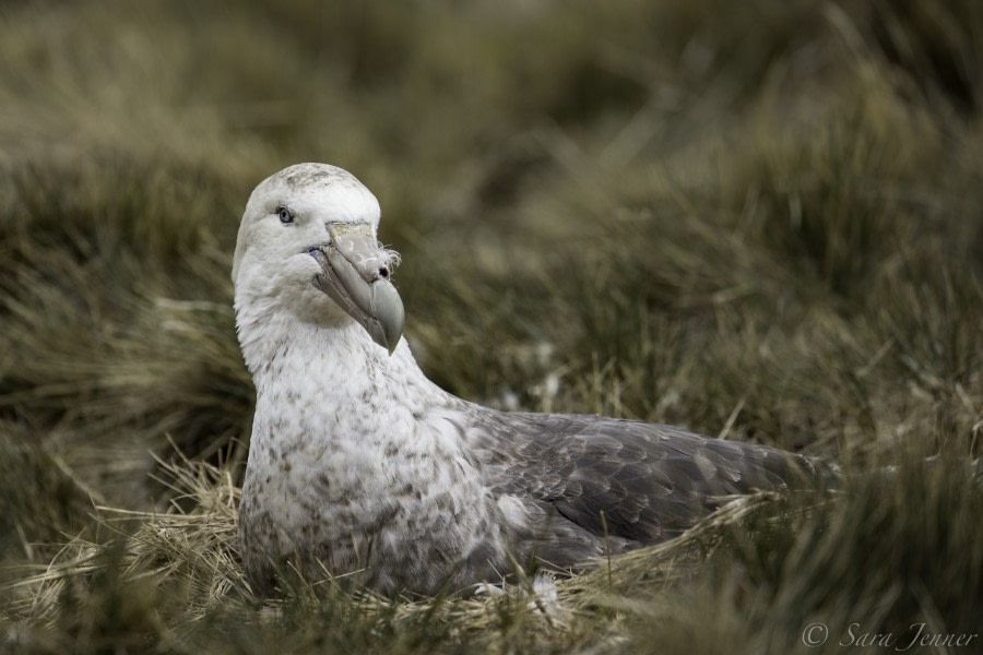 PLA23-18, 11 DEC, nesting bird -Oceanwide Expeditions.jpg