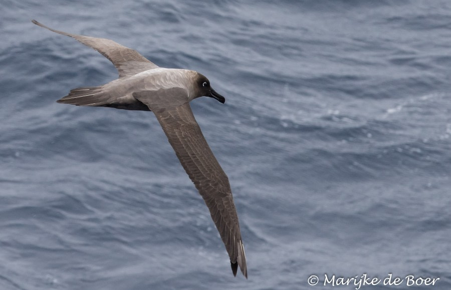 At Sea in the Drake Passage