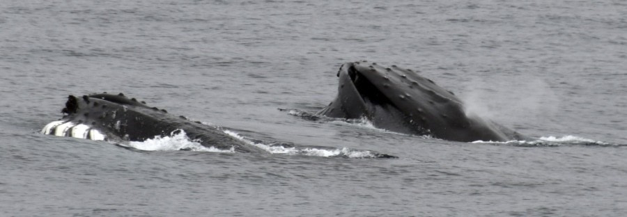 PLA24-18, 30th whale_2 -Oceanwide Expeditions.jpg