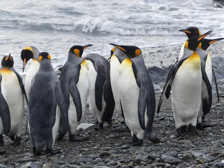 PLA23-18, 9 DEC, King Penguins -Oceanwide Expeditions.jpg