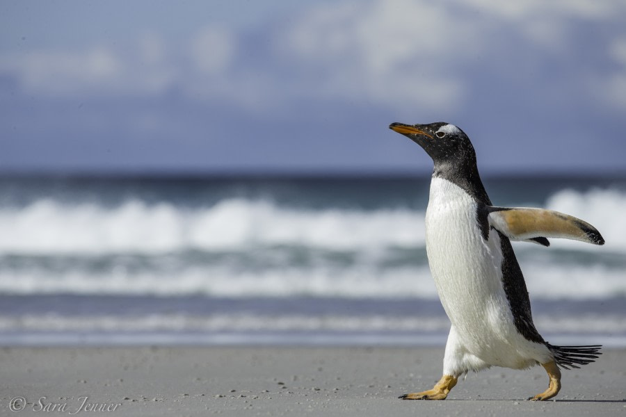 PLA23-18, 5 DEC, Striding gentoo -Oceanwide Expeditions.jpg