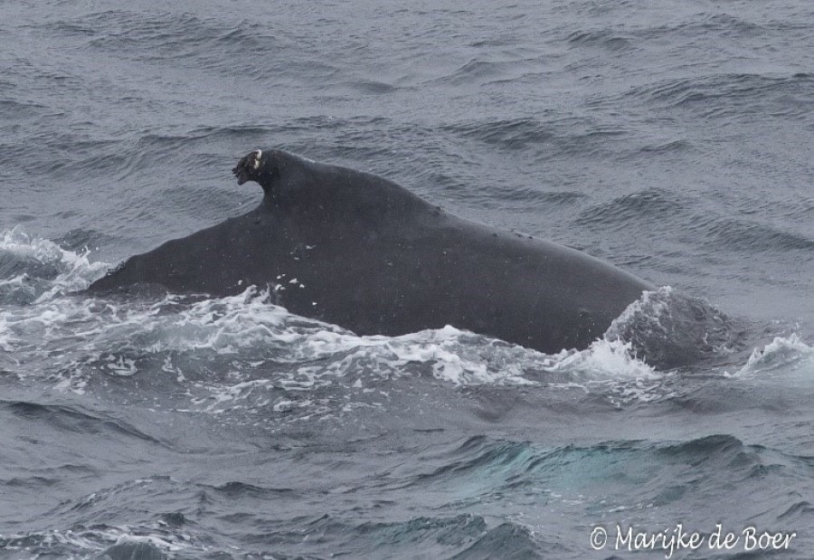 At Sea in the Drake Passage