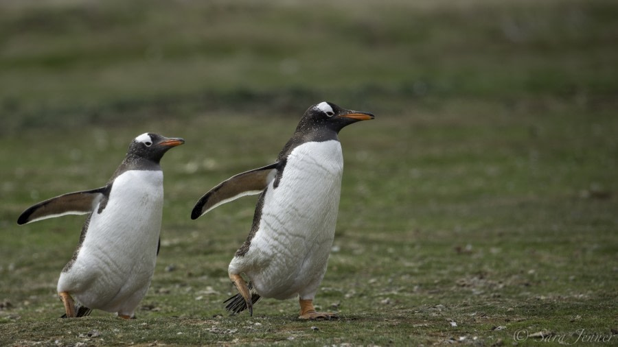 PLA25-18 FALKLANDS, gentoos -Oceanwide Expeditions.jpg