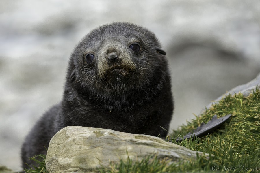 PLA23-18, 11 DEC, fur seal pup 4 -Oceanwide Expeditions.jpg