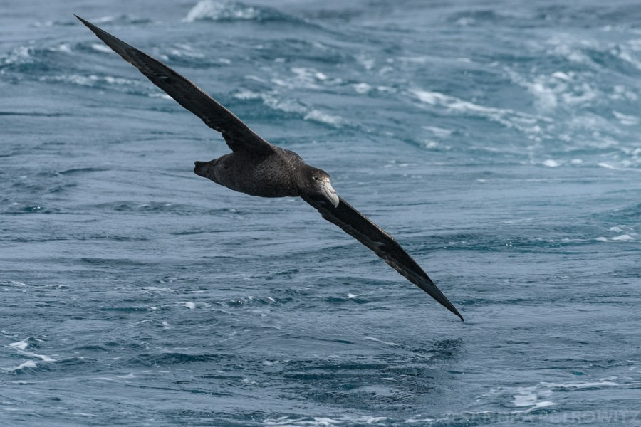 PLA25-18 AT SEA, 20190110_SandraPetrowitz__DSC8135 -Oceanwide Expeditions.jpg