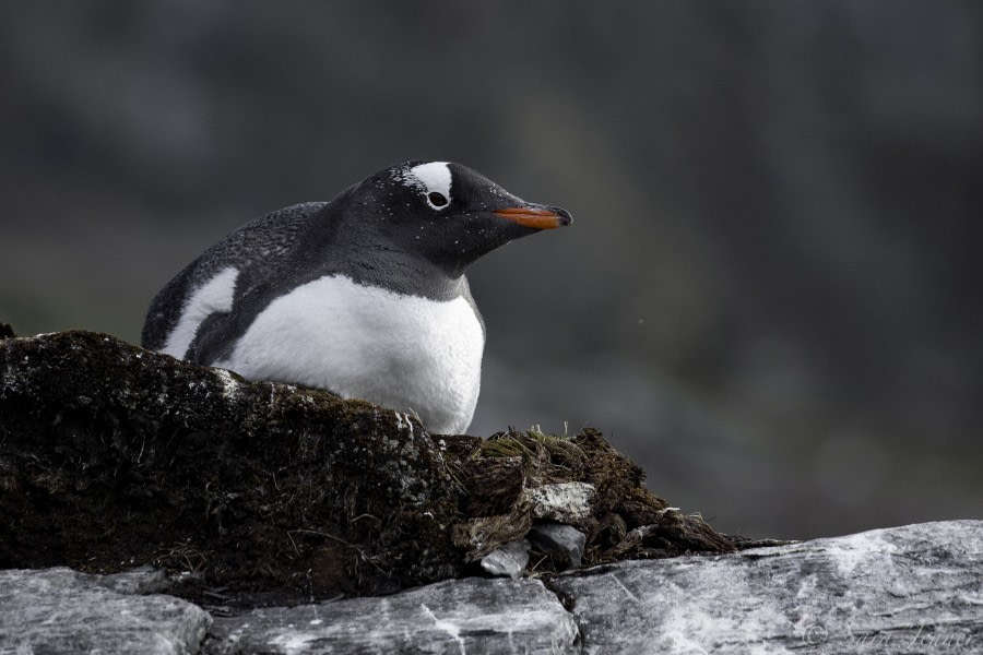 PLA23-18, 11 DEC, nesting gentoo -Oceanwide Expeditions.jpg