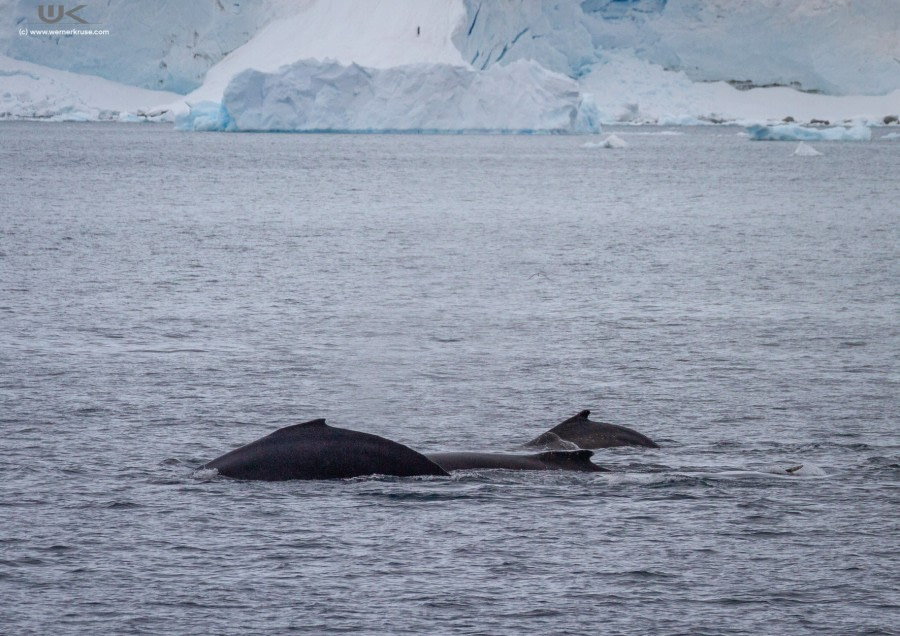 OTL27-19 OTL27_DAY07 Neko_WernerKruse_IMG_2015 -Oceanwide Expeditions.jpg