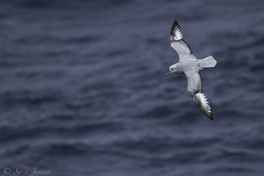 PLA23-18, 11 DEC, bird 4 -Oceanwide Expeditions.jpg