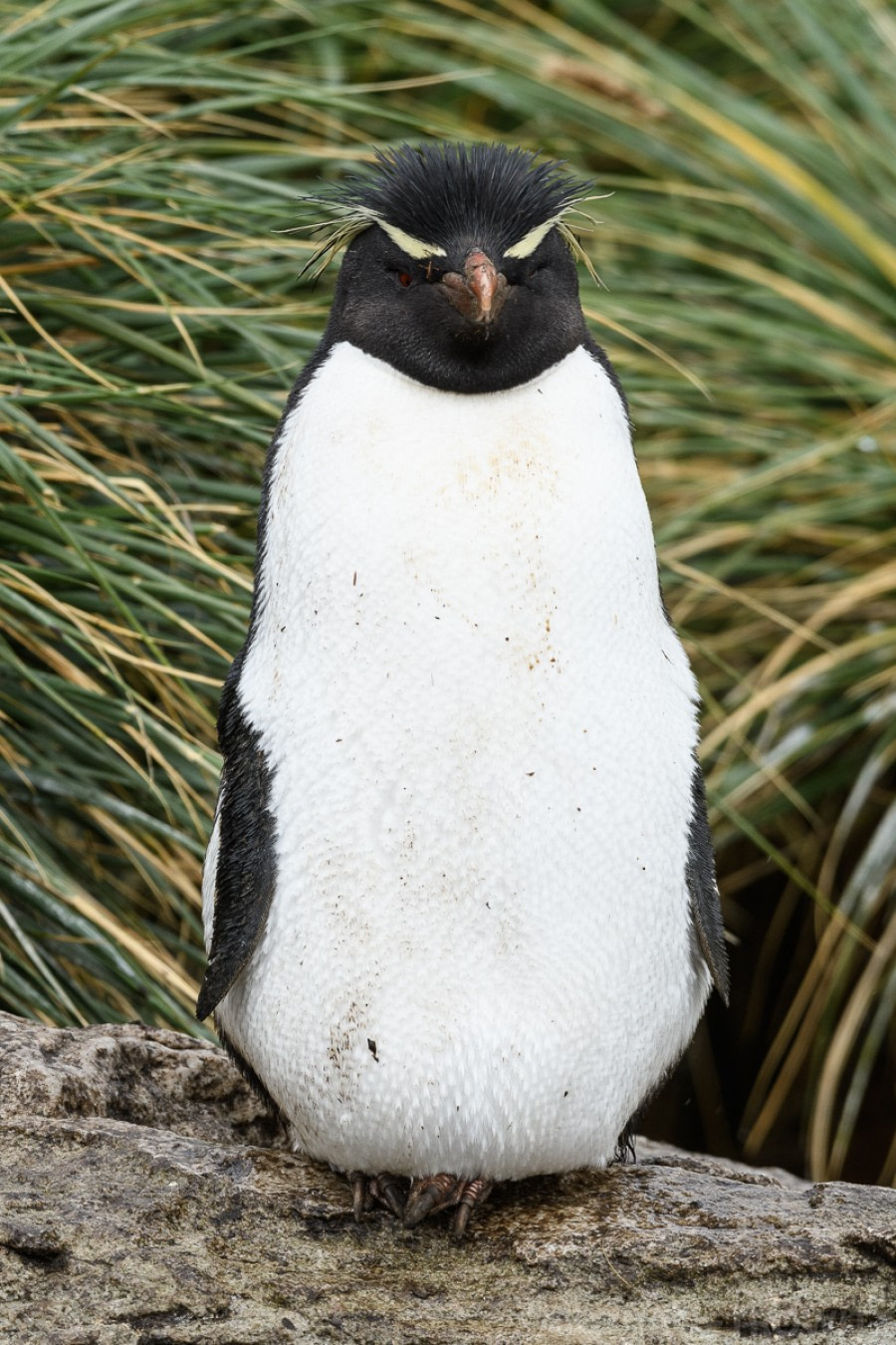 PLA25-18 FALKLANDS, 20190111_SandraPetrowitz__DSC8355 -Oceanwide Expeditions.jpg