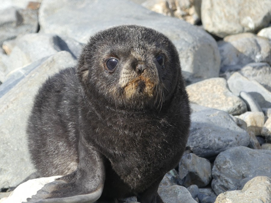 PLA23-18, 10 DEC, Young Fur Seal -Oceanwide Expeditions.jpg