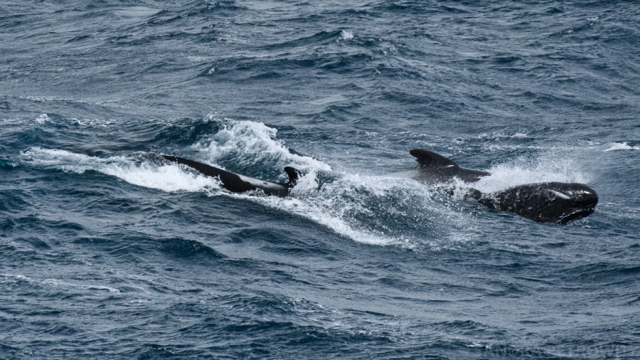 At Sea to South Georgia