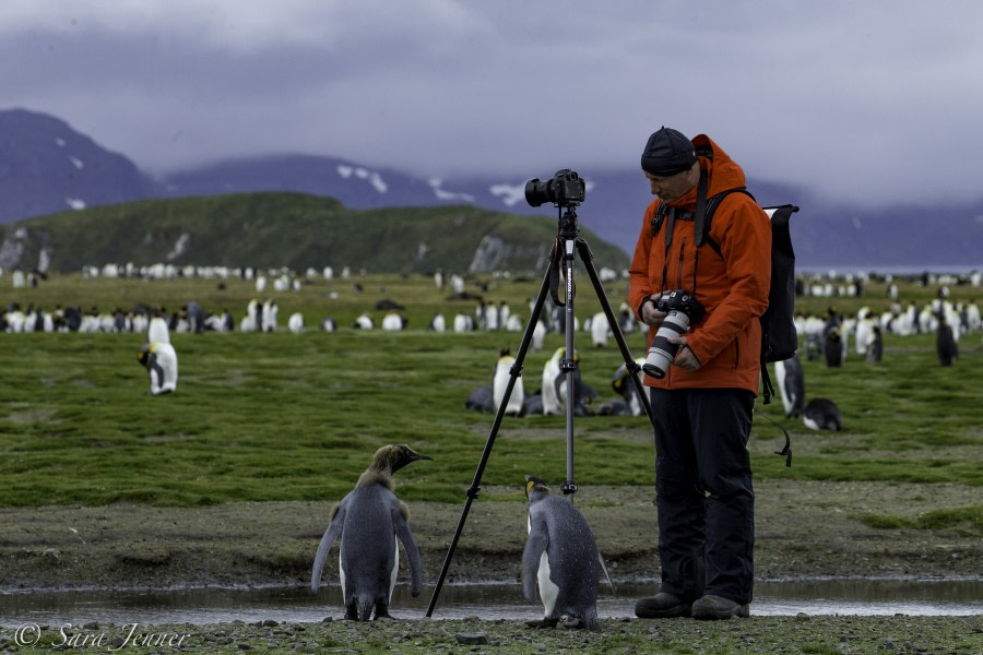 PLA24-18, 28th fur seal-2 -Oceanwide Expeditions.jpg