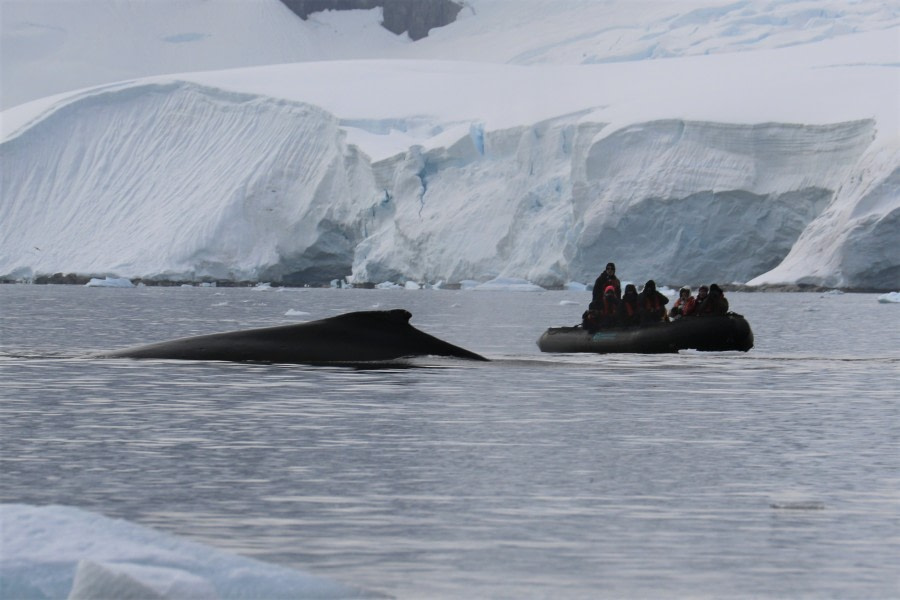 PLA25-18 ENTERPRISE & PORTAL, humpy_zodiac_pippa -Oceanwide Expeditions.jpg