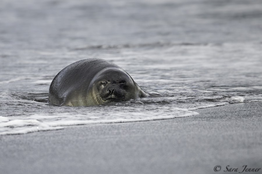 PLA23-18, 12 DEC, weaner in surf -Oceanwide Expeditions.jpg