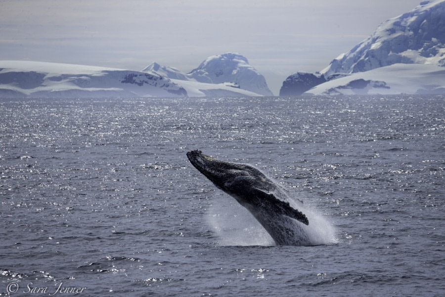 PLA25-18 CIERVA, humpback -Oceanwide Expeditions.jpg