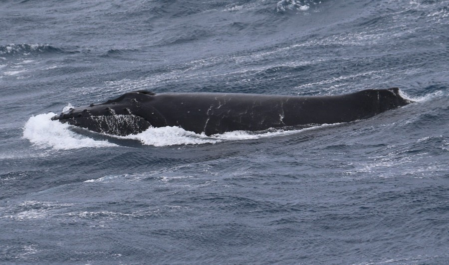 At sea to South Georgia