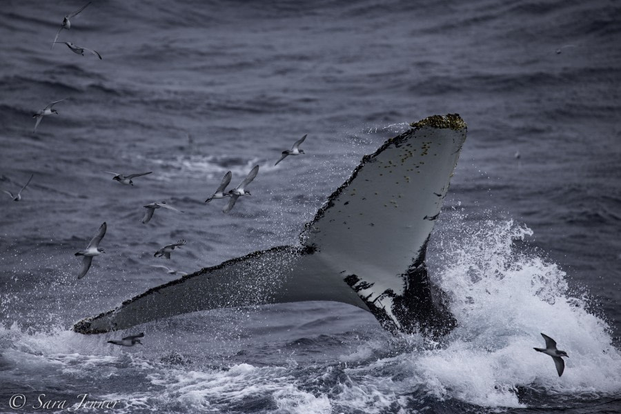 PLA24-18, 27th humpback -Oceanwide Expeditions.jpg