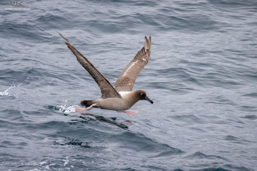 Drake Passage: At Sea towards Antarctica