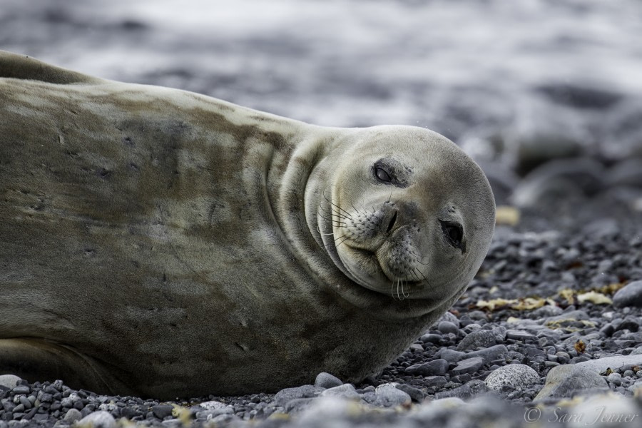 Half Moon Island & Whalers’ Bay, Deception Island, South Shetland Islands