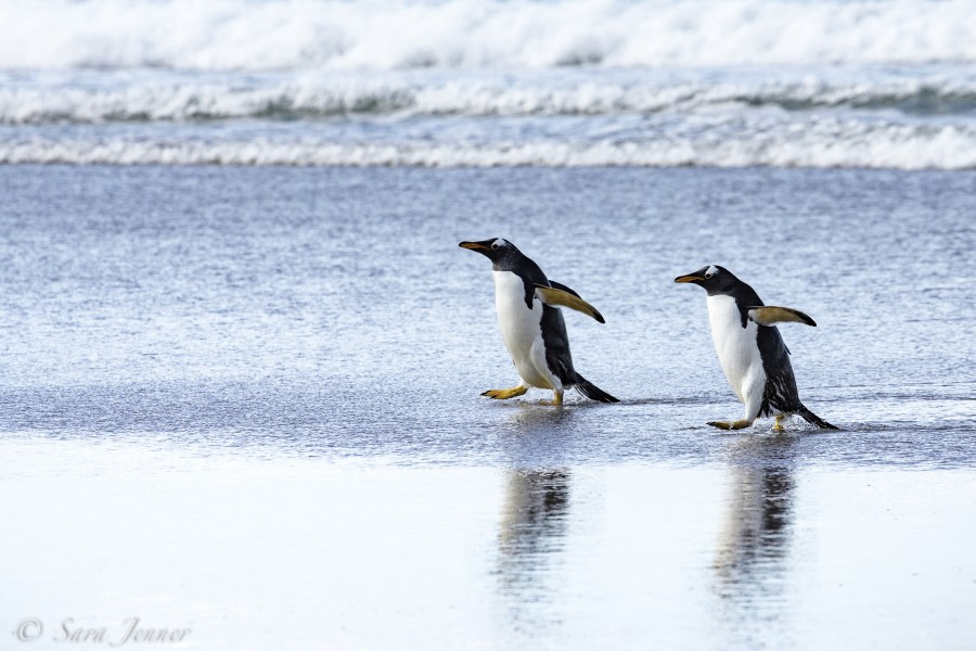 PLA23-18, 5 DEC, Two gentoos at Saunders -Oceanwide Expeditions.jpg