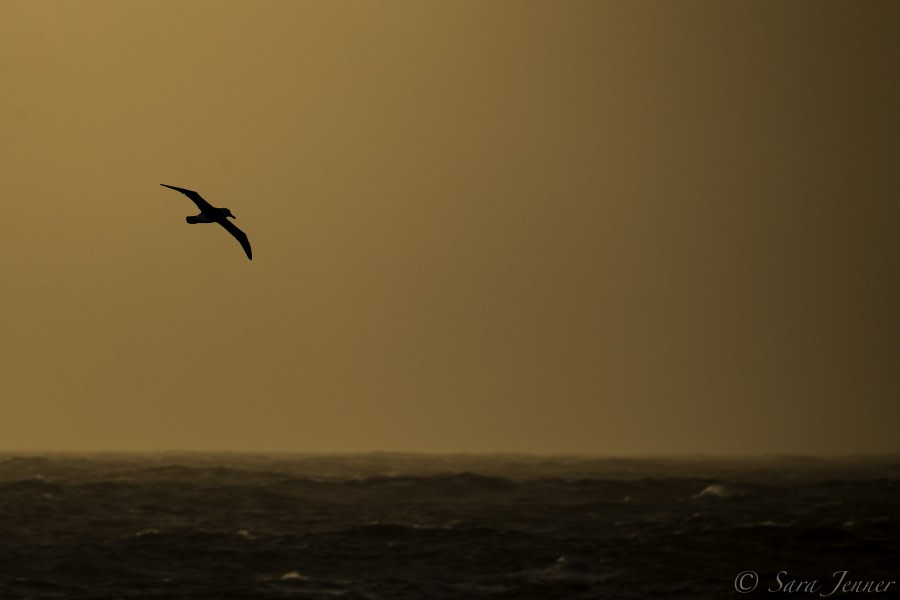 PLA23-18, 7 DEC, Sunset with bird -Oceanwide Expeditions.jpg