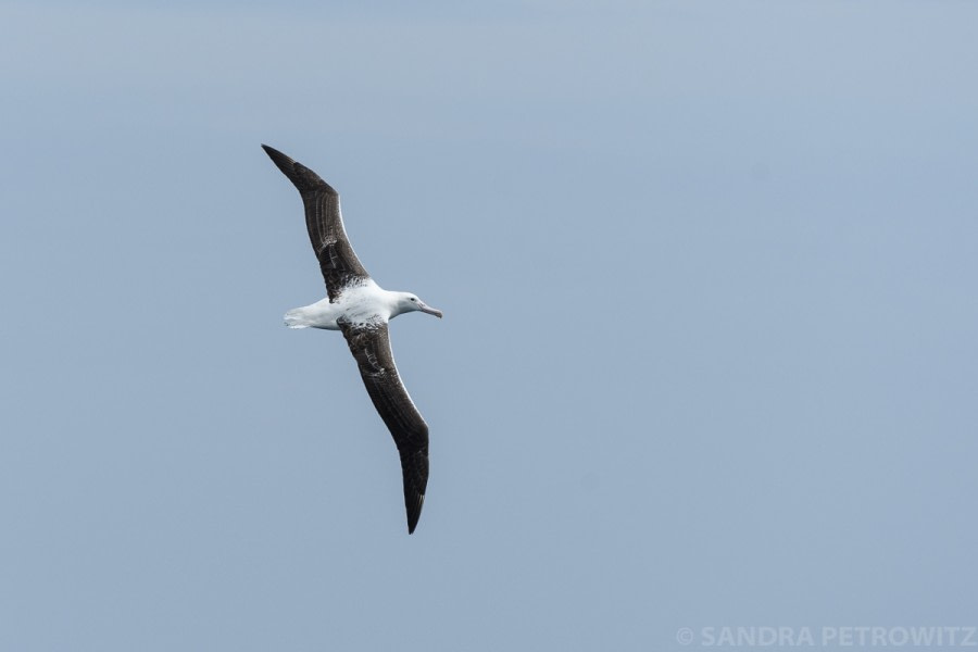 Auf dem Weg zu den Falklandinseln