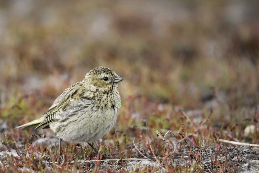 PLA25-18 FALKLANDS, bird 1 -Oceanwide Expeditions.jpg