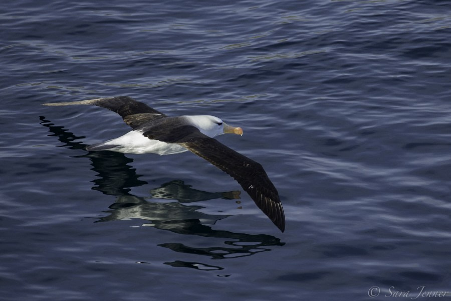 At Sea en route to the Falkland Islands