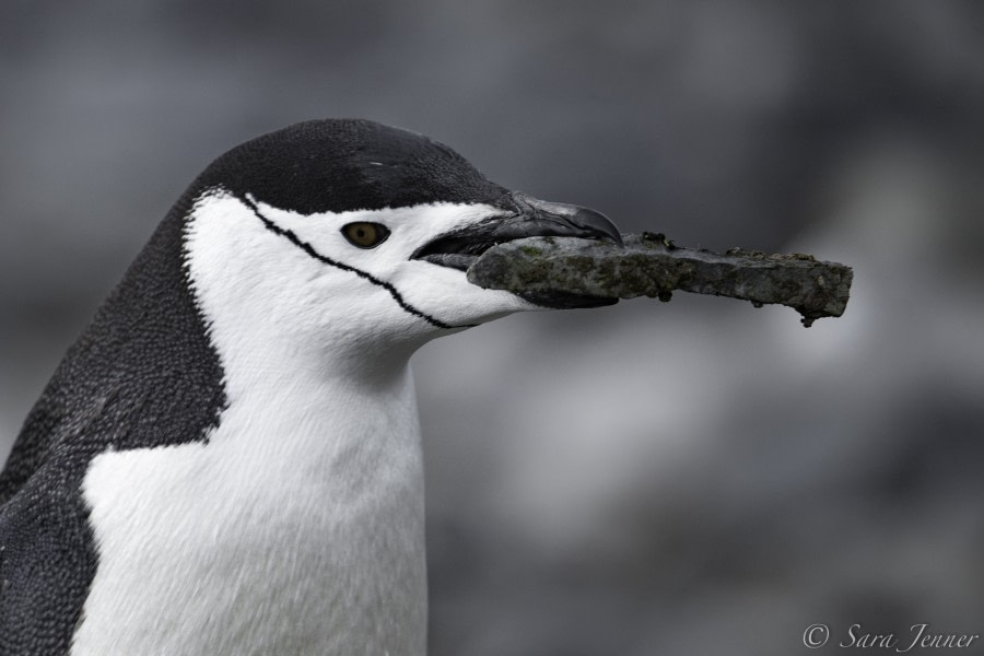 Südshetland-Inseln: Half Moon Island & Deception Island