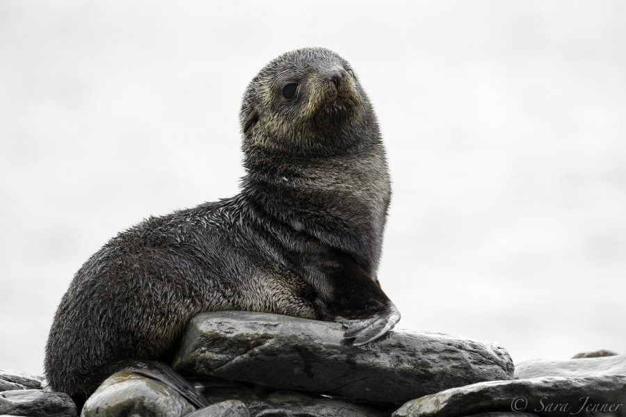 PLA23-18, 9 DEC, fortuna seal pup -Oceanwide Expeditions.jpg