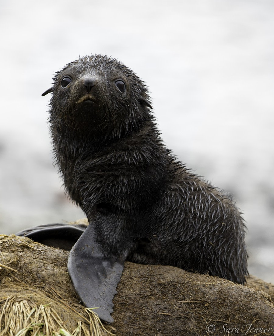 PLA24-18, 29th Fur seal pup -Oceanwide Expeditions.jpg