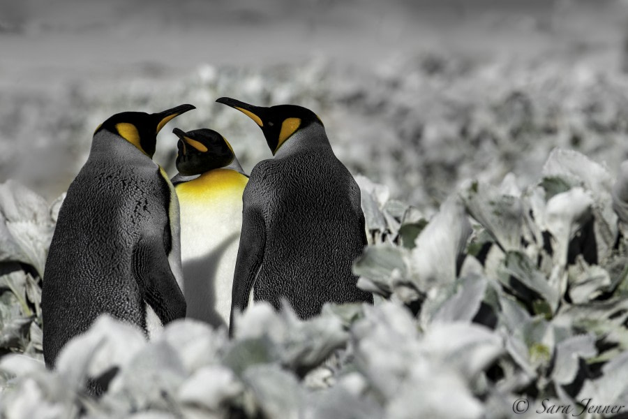 PLA23-18, 5 DEC, king penguins -Oceanwide Expeditions.jpg