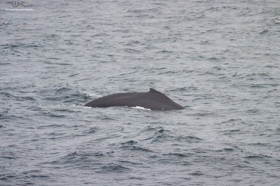 At Sea in the Drake Passage