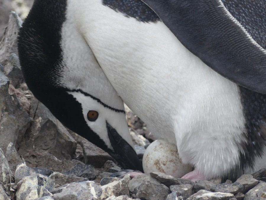 PLA23-18, 17 DEC, Chinstrap with egg -Oceanwide Expeditions.jpg