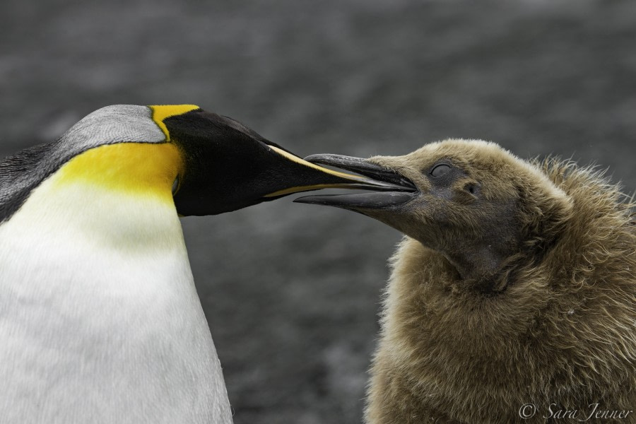 PLA24-18, 31th king feeding chick -Oceanwide Expeditions.jpg