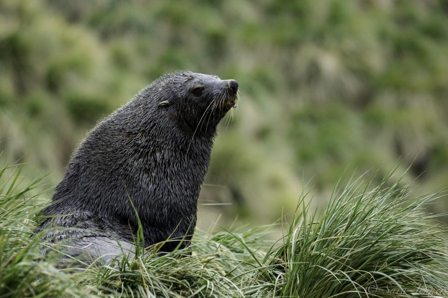 PLA23-18, 11 DEC, fur seal-2 -Oceanwide Expeditions.jpg