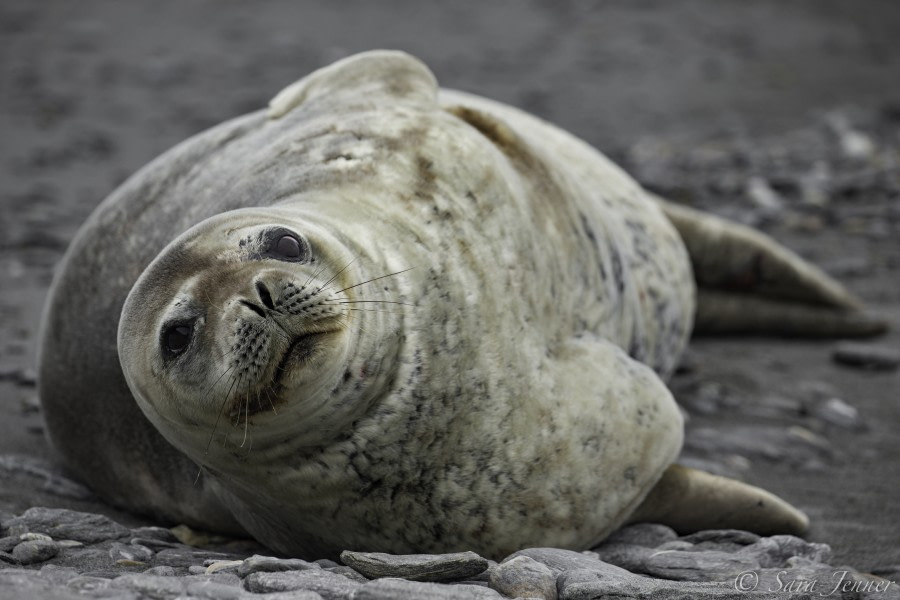 PLA24-18, 2nd Weddell seal -Oceanwide Expeditions.jpg