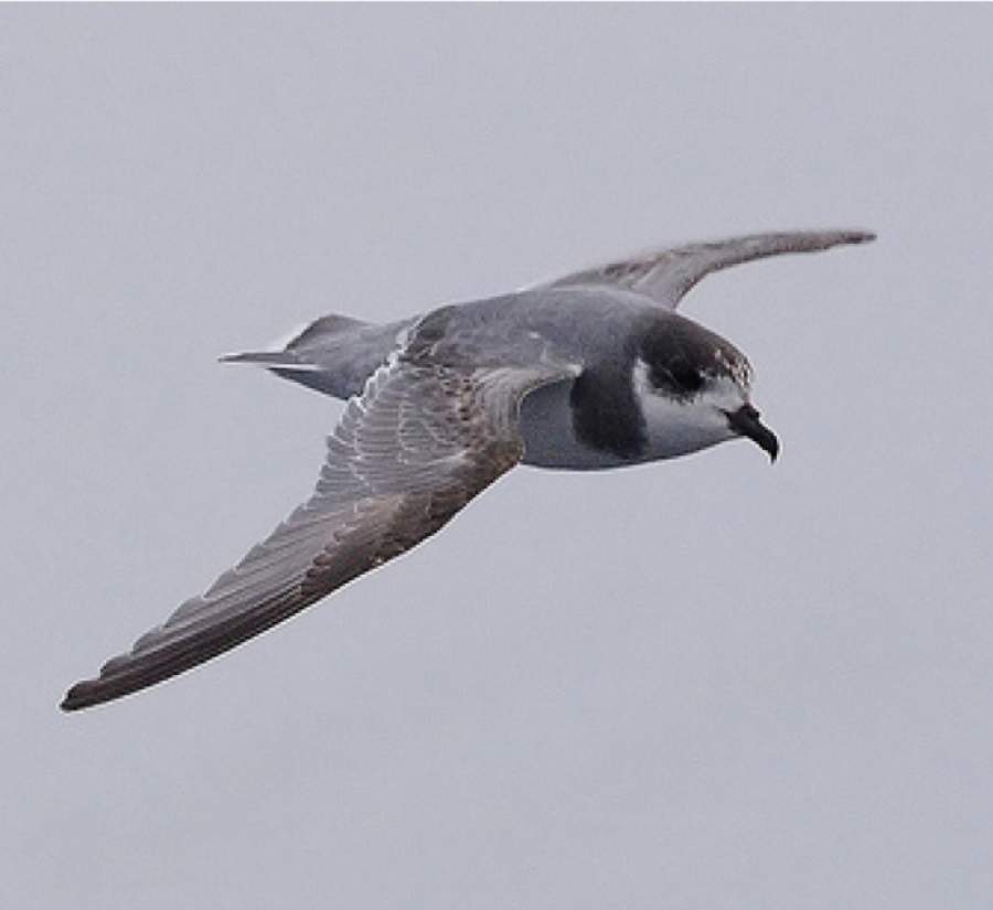 PLA24-18, 26th Blue_Petrel -Oceanwide Expeditions.png