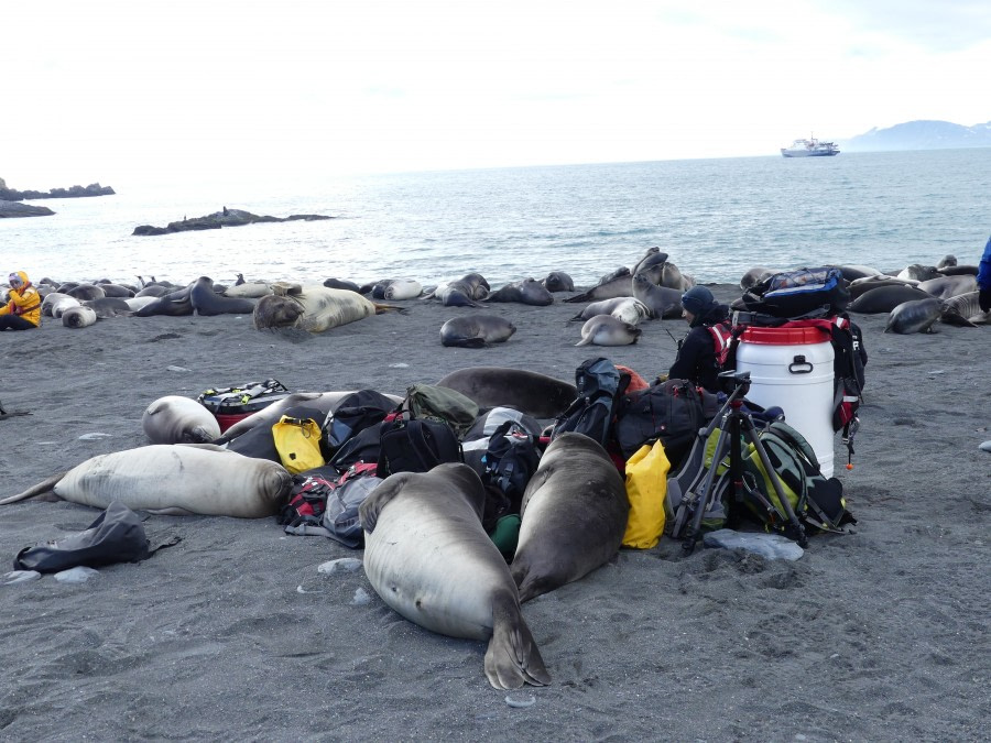 PLA23-18, 12 DEC, Weaners on our gear -Oceanwide Expeditions.jpg