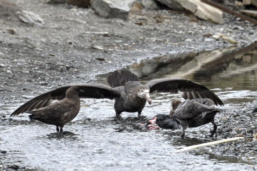 PLA24-18, 30th Petrel_hunting -Oceanwide Expeditions.jpg