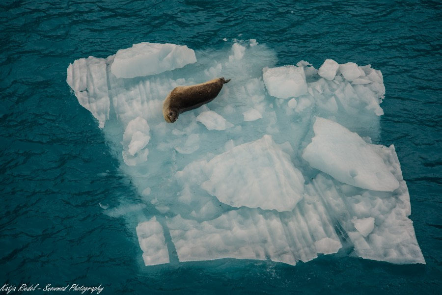 PLA24-18, 31th Leopard_Seals -Oceanwide Expeditions.jpg