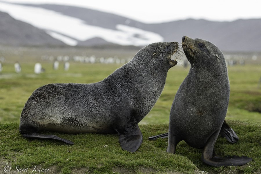 PLA24-18, 28th fur seals -Oceanwide Expeditions.jpg