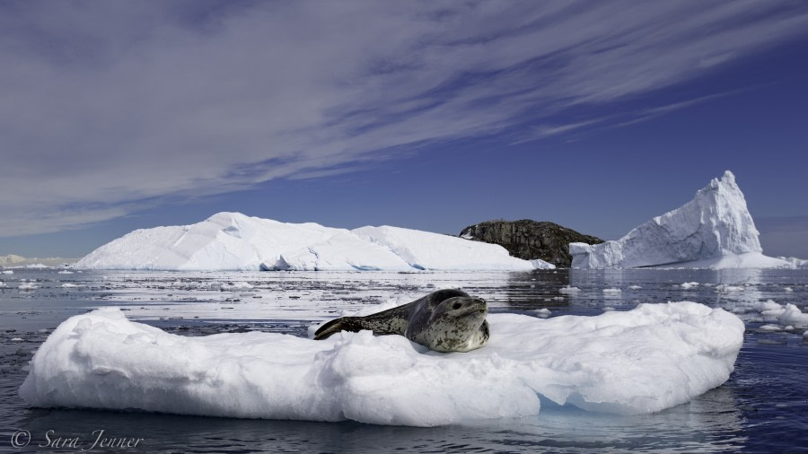 Cierva Cove. Antarctic Peninsula