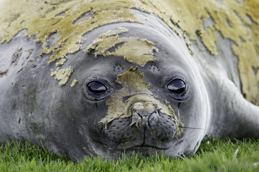 PLA23-18, 9 DEC, moulting elephant seal -Oceanwide Expeditions.jpg