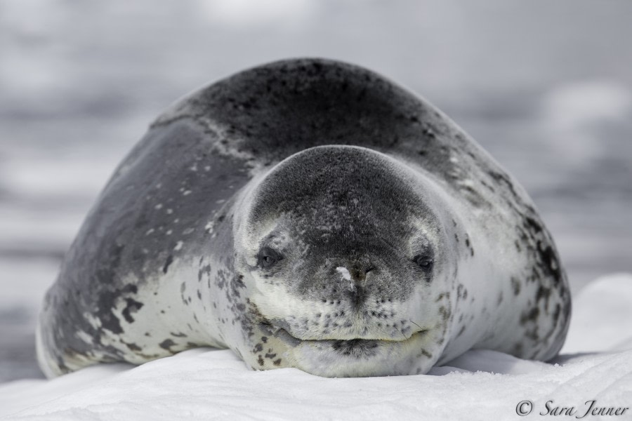PLA25-18 CIERVA, leopard seal 2 -Oceanwide Expeditions.jpg