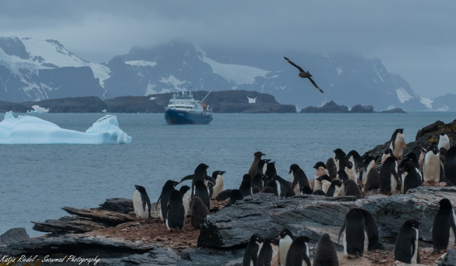 PLA24-18, 2nd Coronation_Island_4 -Oceanwide Expeditions.jpg