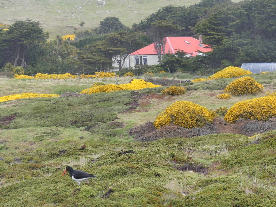 PLA23-18, 5 DEC, Saunders settlement with Oyster catcher_Victoria-Salem -Oceanwide Expeditions.JPG